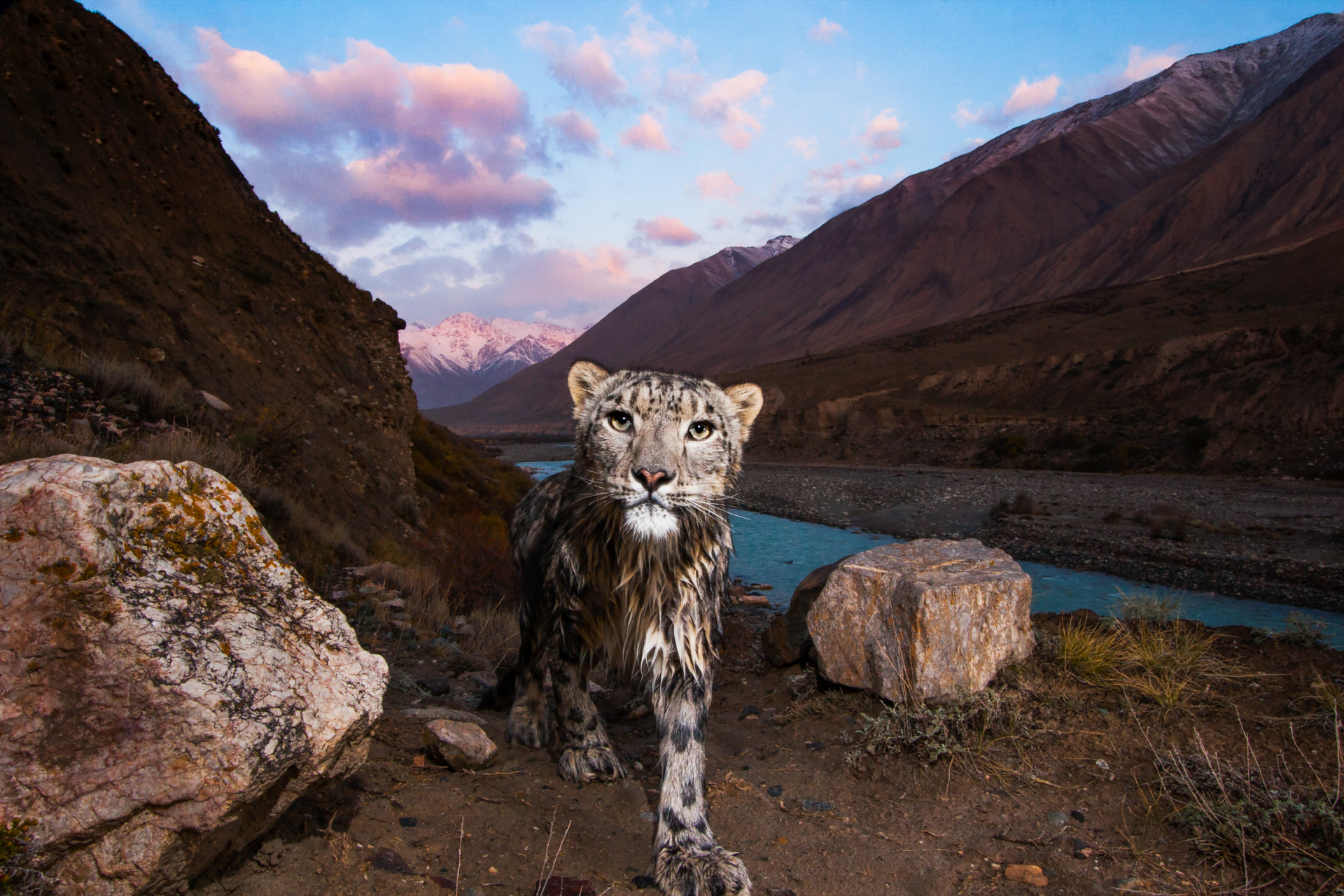 Snow leopard walking through a mountain valley at dusk