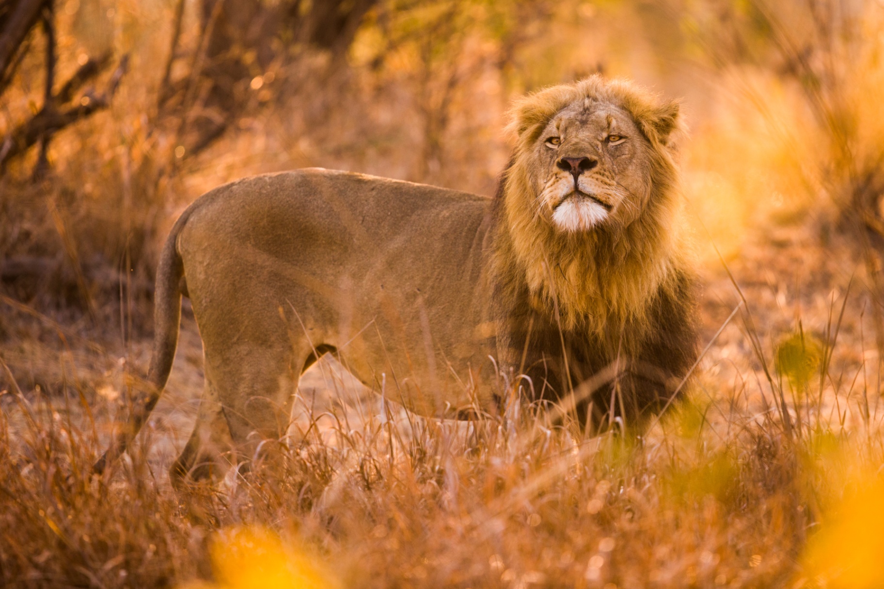 Lion