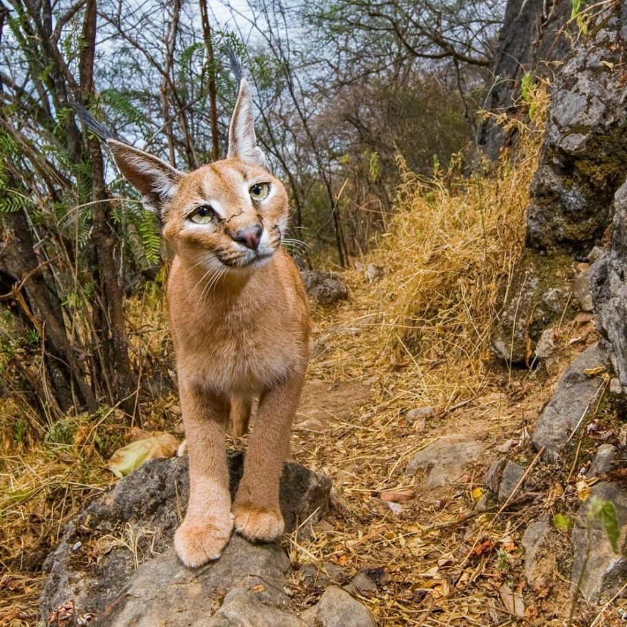 Caracal
