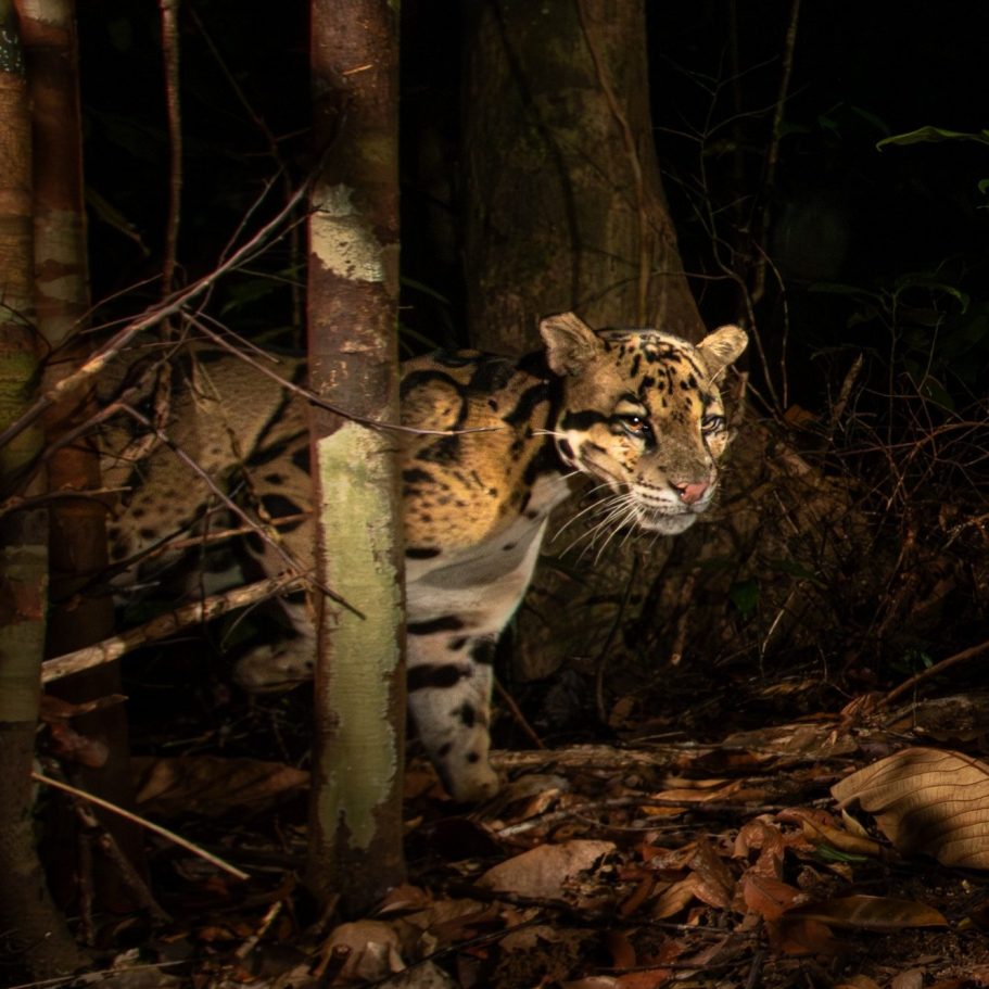 Sunda Clouded Leopard