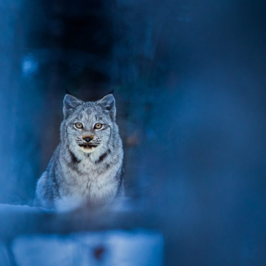 Canada Lynx