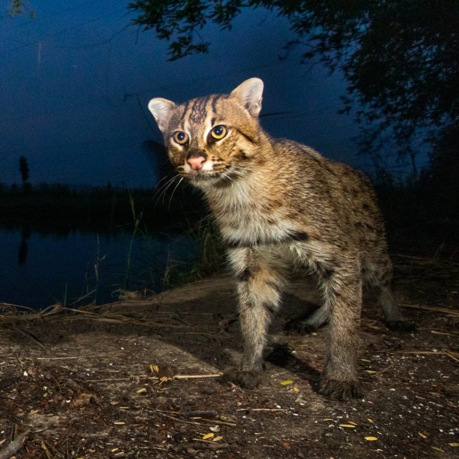 Fishing Cat