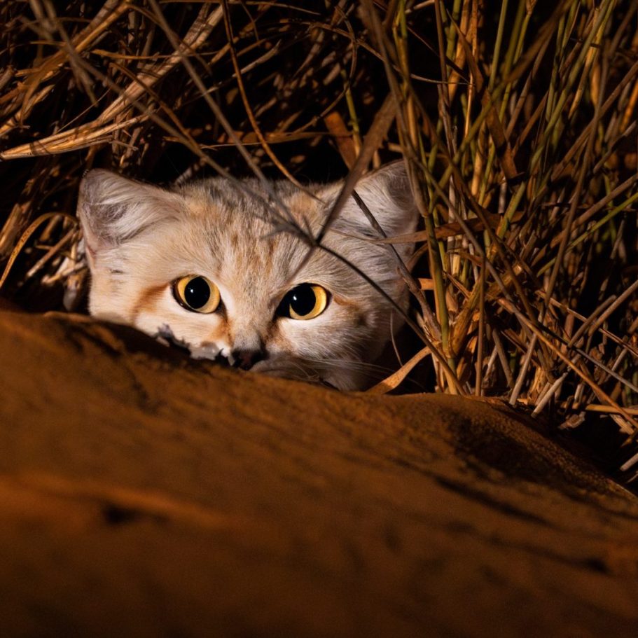 Sand Cat