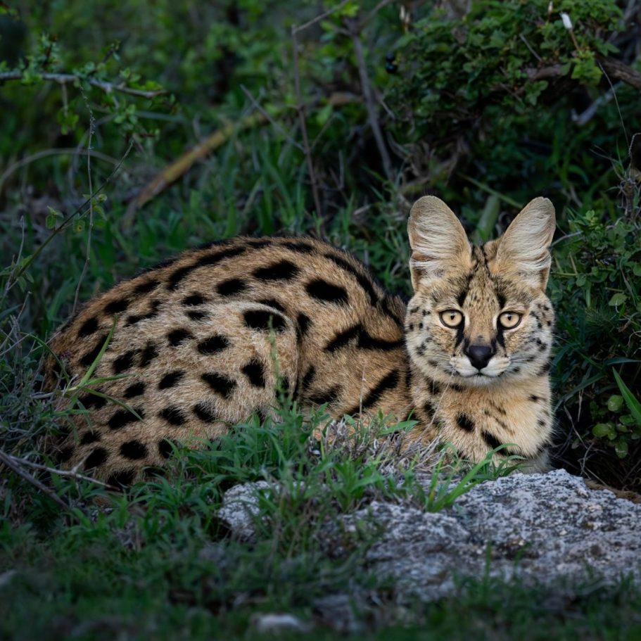 African Golden Cat
