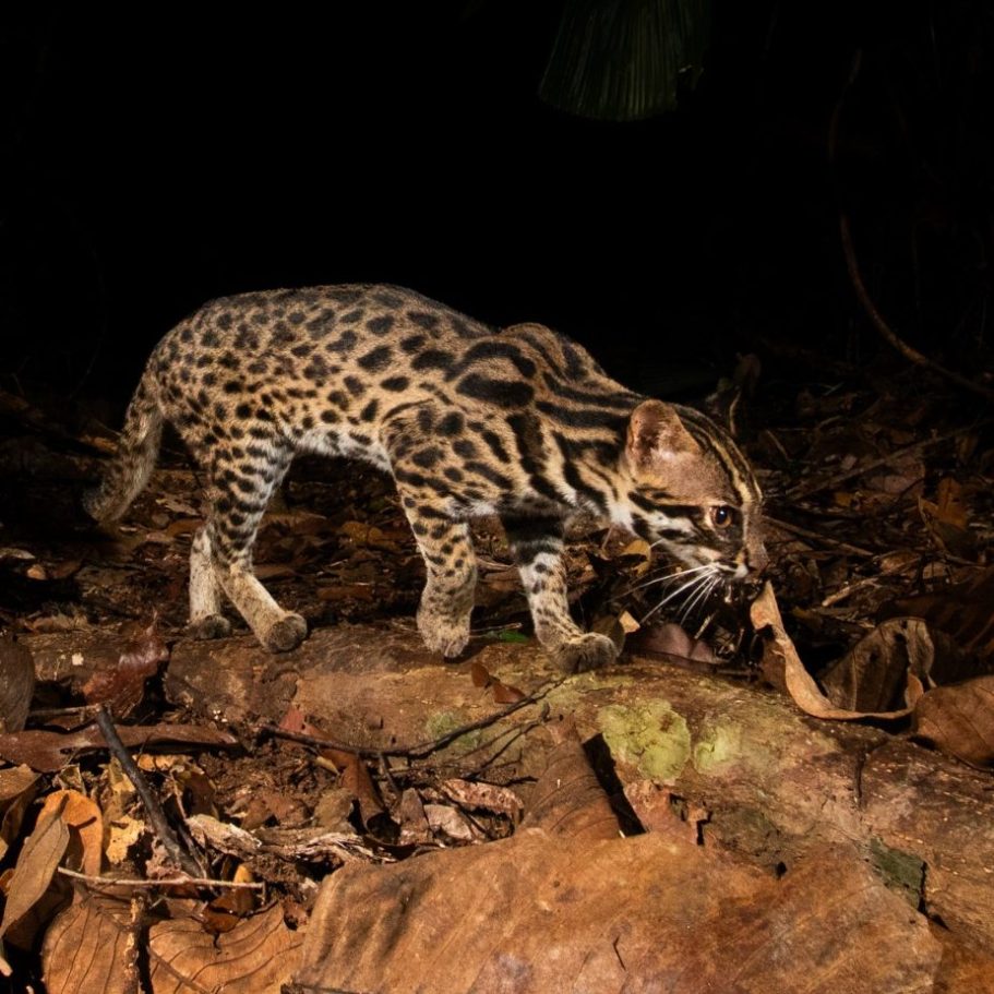 Mainland Leopard Cat