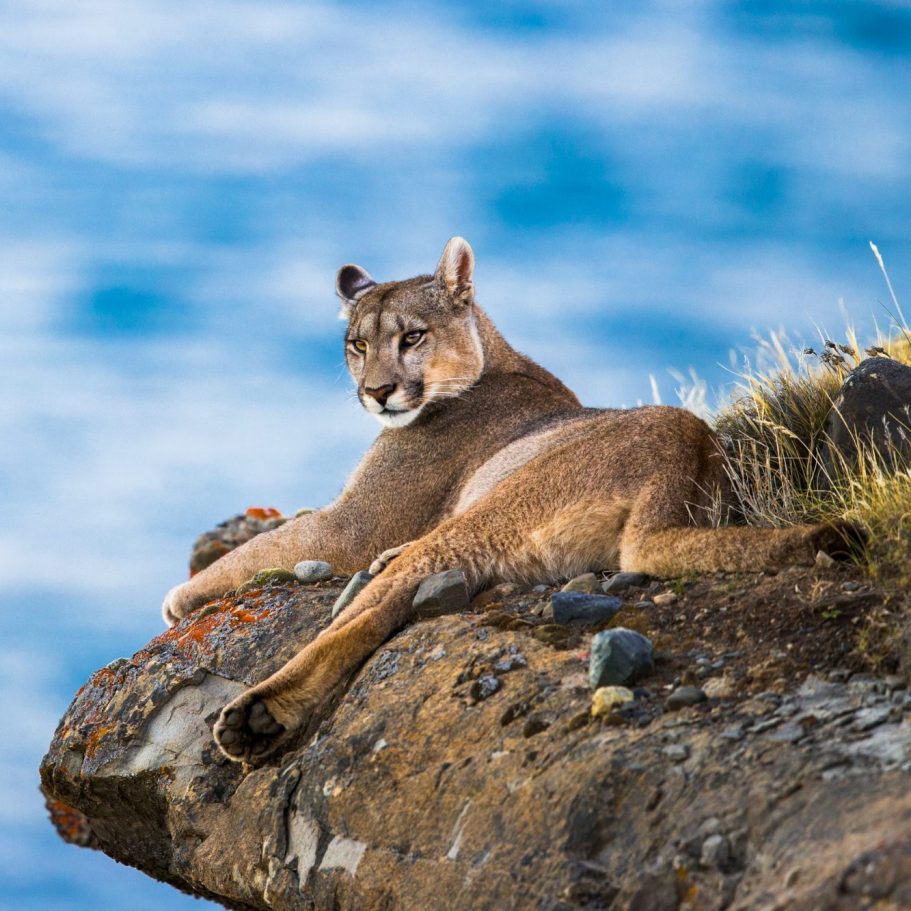 Bobcat