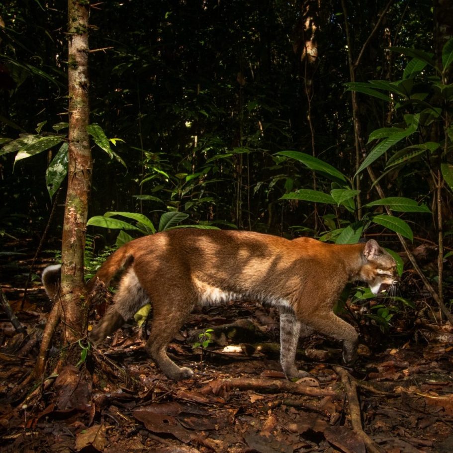 Borneo Bay Cat