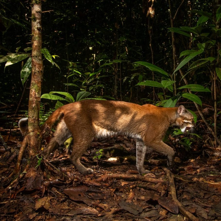 Asiatic Golden Cat