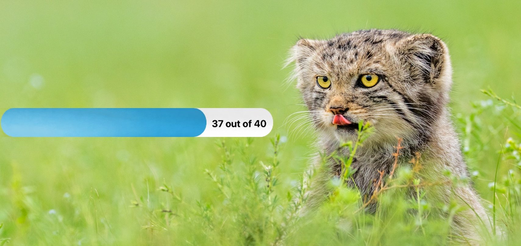 Chasing Cats Progress Bar
