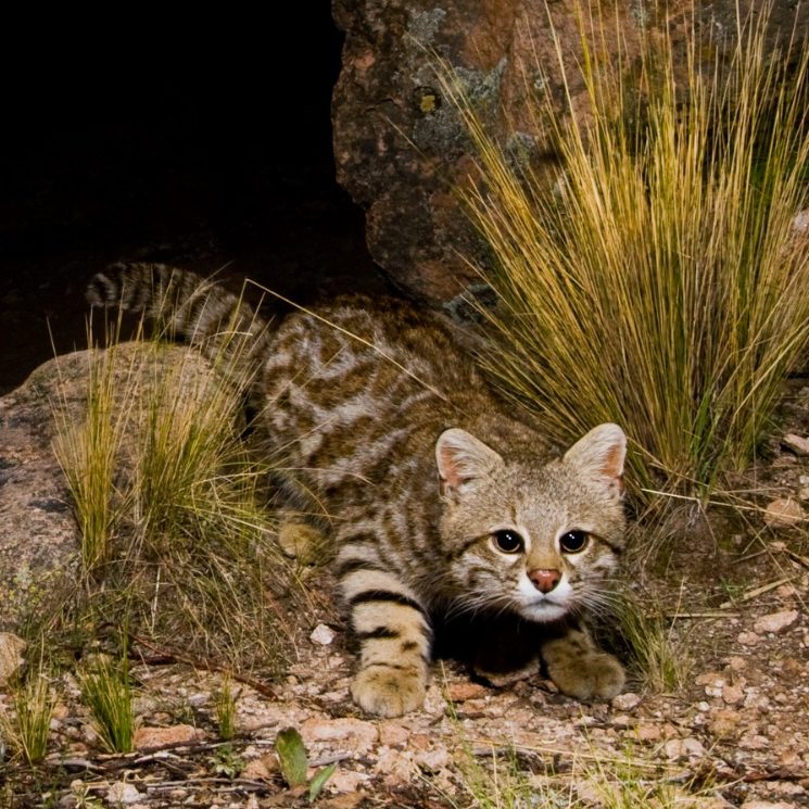 Pampas Cat