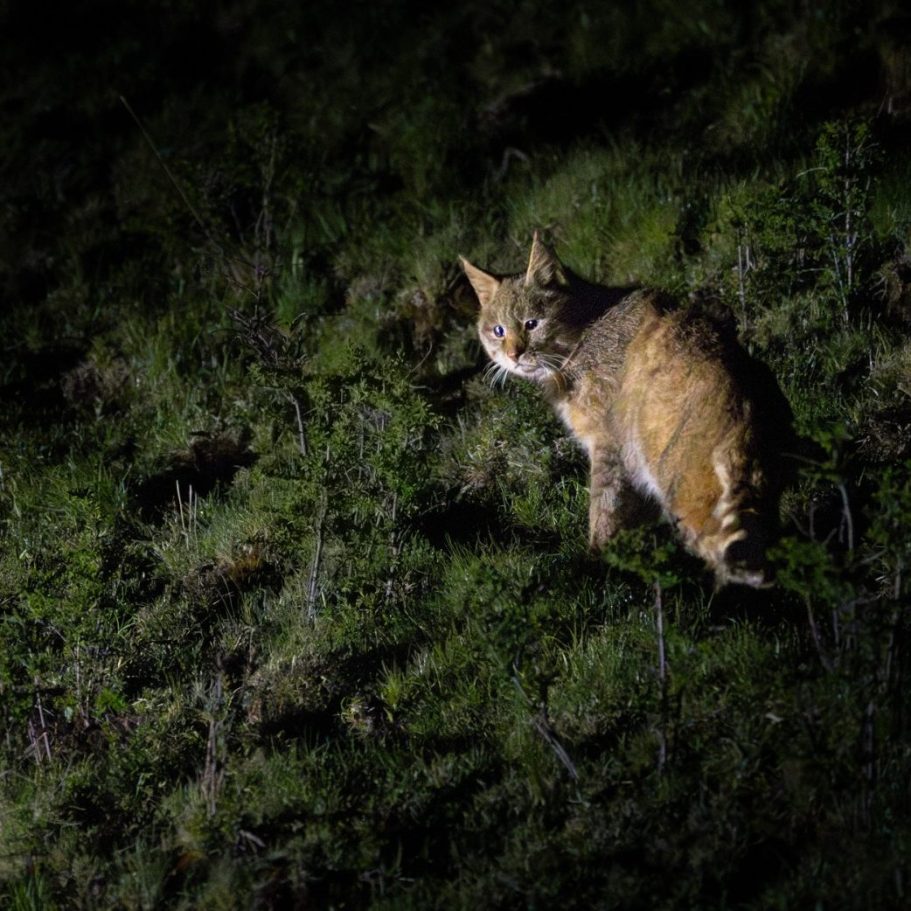 Chinese Mountain Cat