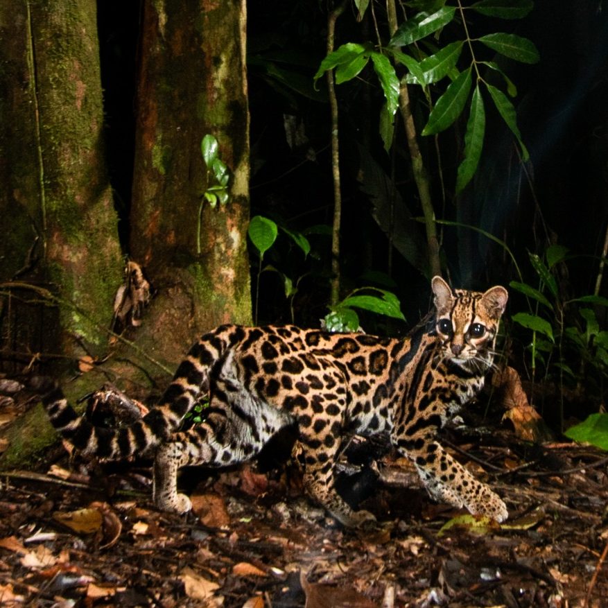 Geoffroy's Cat