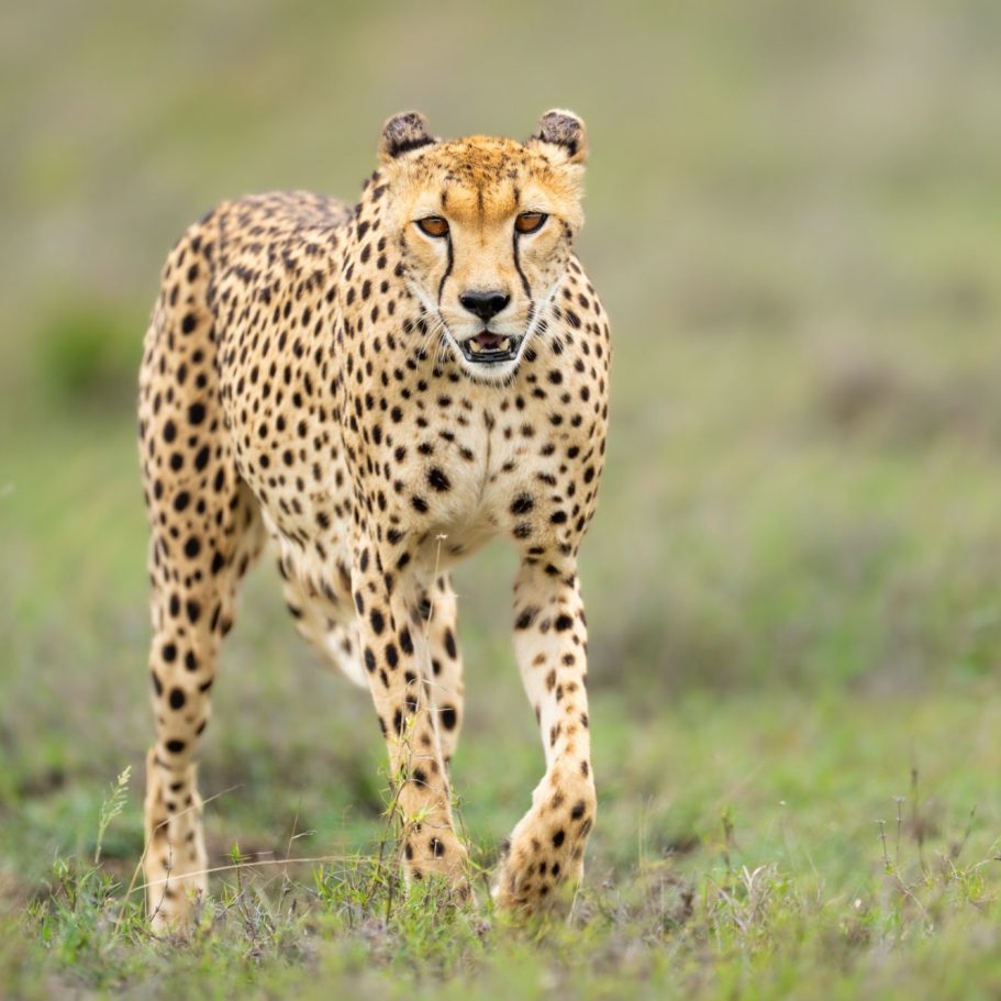 Cheetah