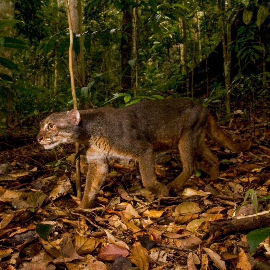 Borneo Bay Cat