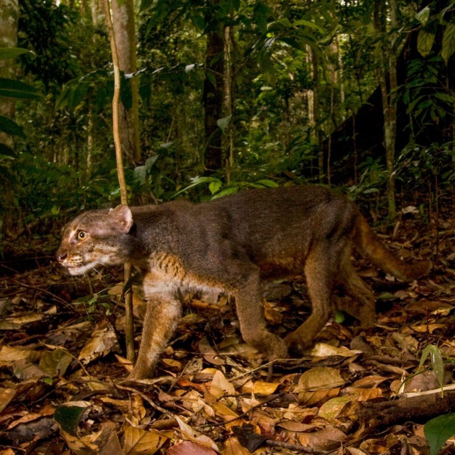 Marbled Cat