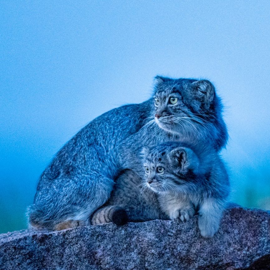 Manul mother and kitten