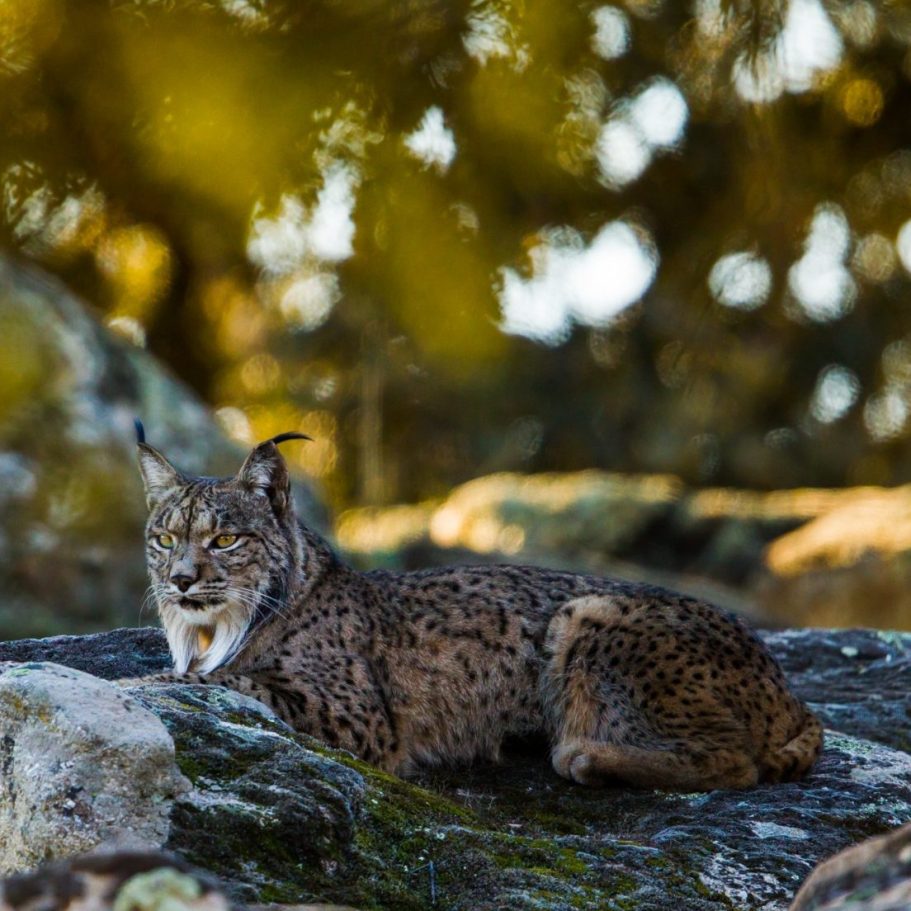 Iberian Lynx