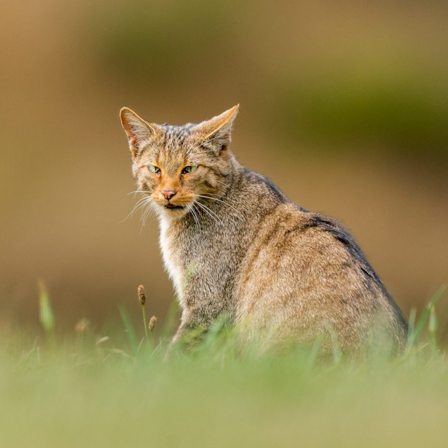 European Wild Cat