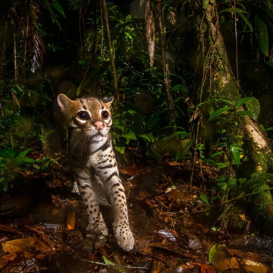 Andean Mountain Cat