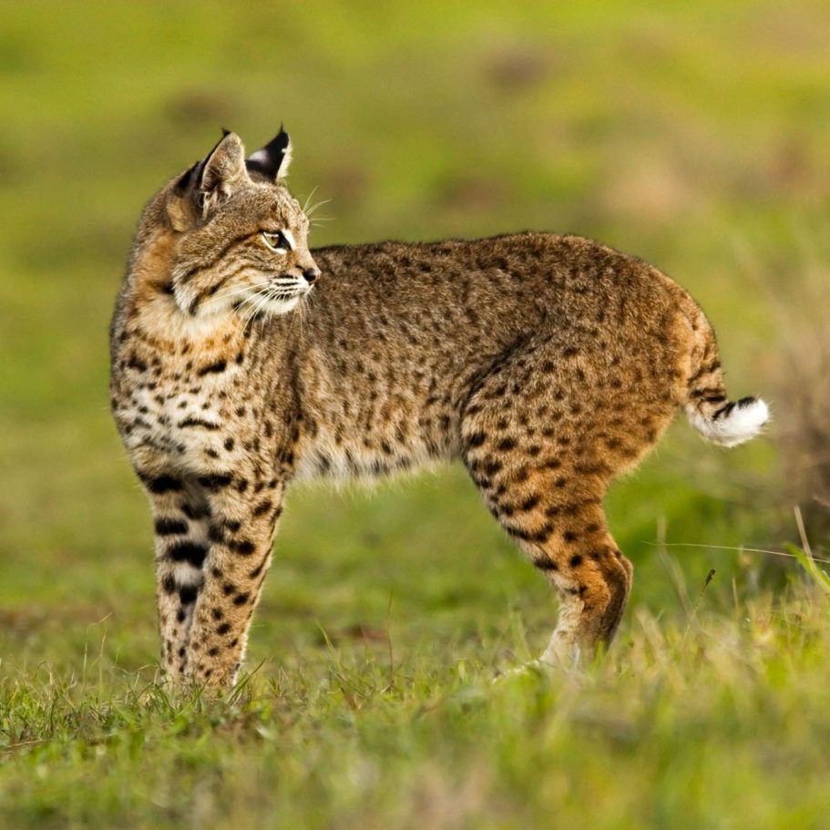 Bobcat