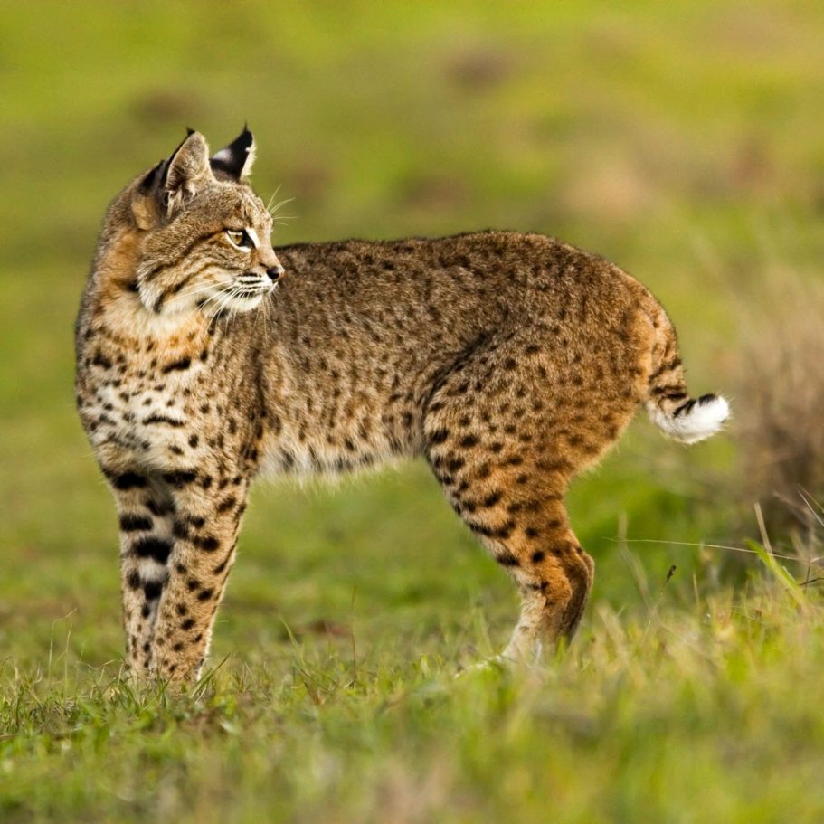 Asiatic Golden Cat