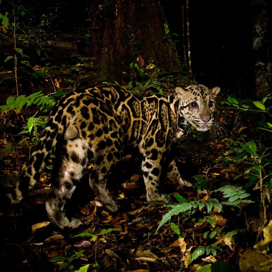 Sunda Clouded Leopard