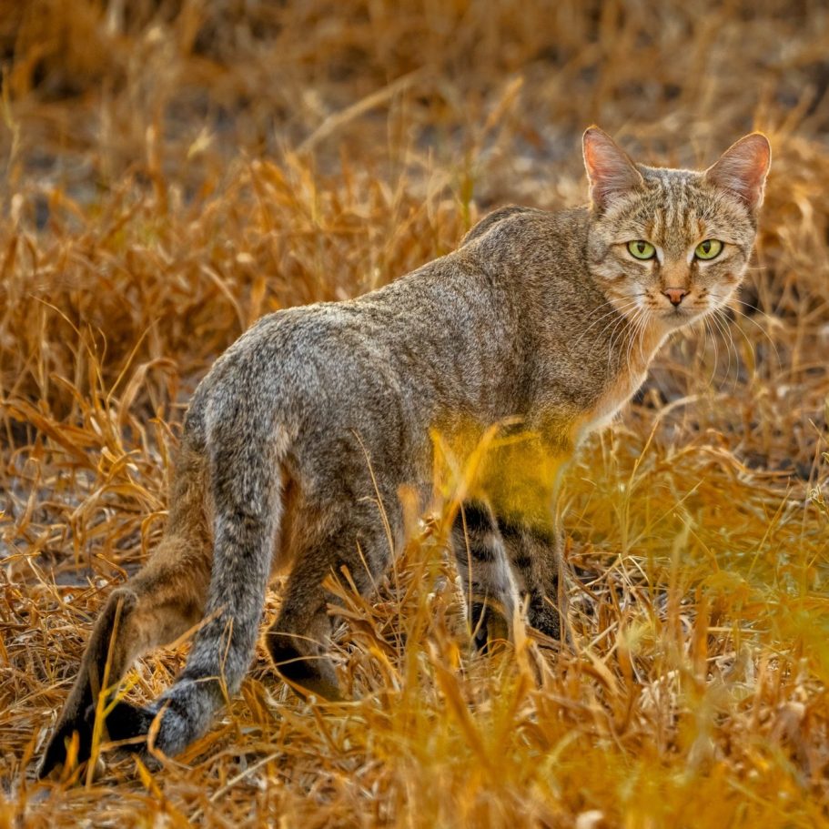 Afro-Asiatic Wild Cat