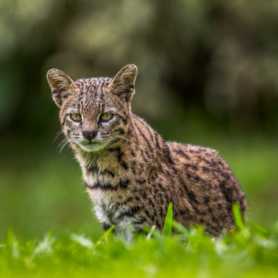 Caracal