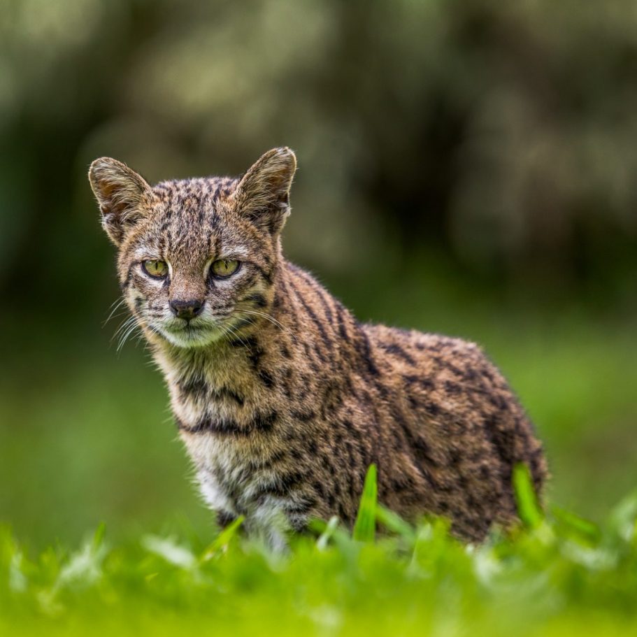 Geoffroy's Cat