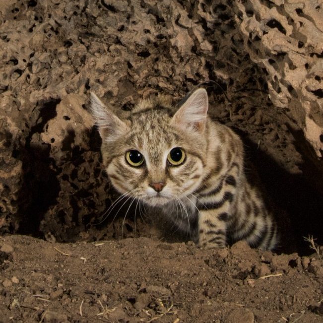 Black-footed Cat