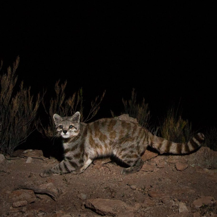 Serval