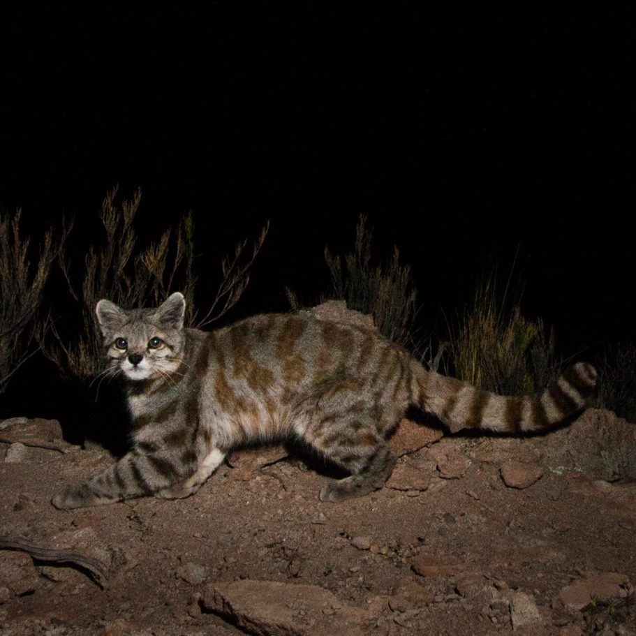 Andean Mountain Cat