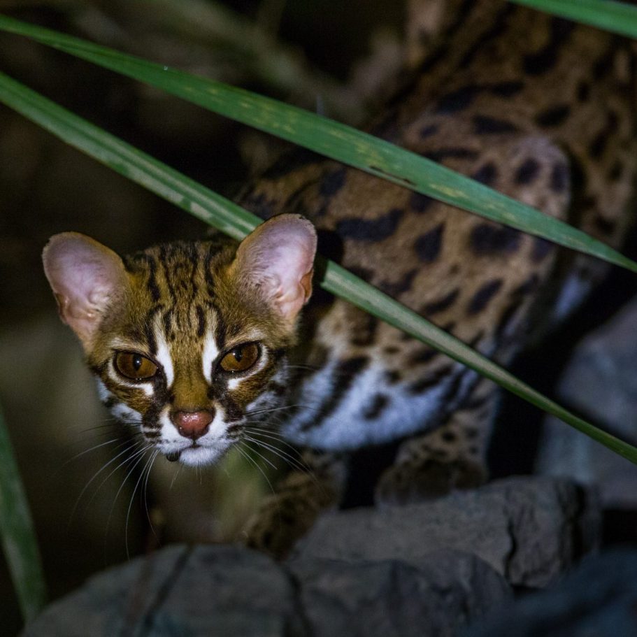 Sunda Leopard Cat