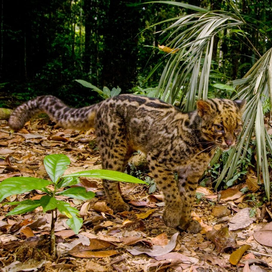Marbled Cat
